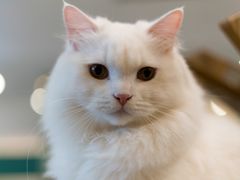 -飞行喵MR PILOT|猫舍·猫咖(静安大融城店)