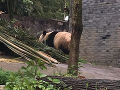 -都江堰中华大熊猫苑