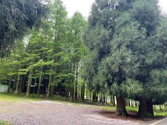 -武陵山森林公园