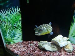 -上海海洋水族馆