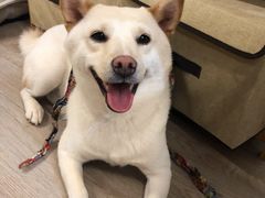 -柴迷FANS CLUB·柴犬狗咖·猫咖
