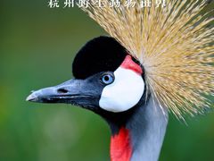 -杭州野生动物世界