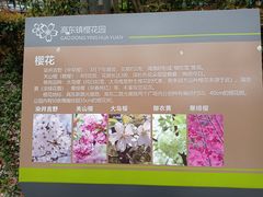 -高东镇樱花园