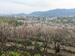 -香雪海