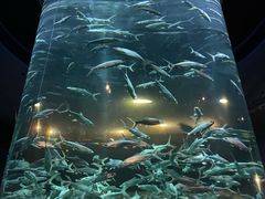 -香港海洋公园