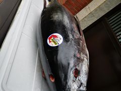-鲤·鮨KOISUSHI
