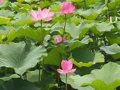 -大兴滨河森林公园