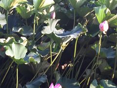 -太湖湾开元名庭大酒店