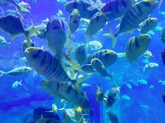 -西安曲江海洋极地公园