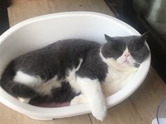 -宠物星动物医院·眼科·异宠·猫科(江南大道总院)