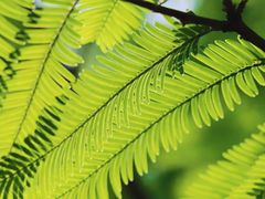 -桤木河湿地公园