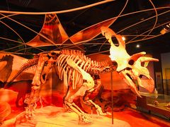 -正佳自然科学博物馆