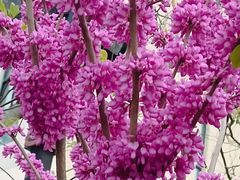 -上海市第一人民医院(松江南部)