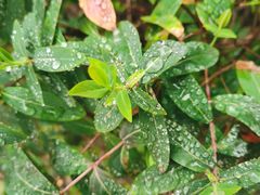 -昆山城市生态森林公园