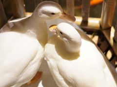 -馬蘭花開(车站大道店)