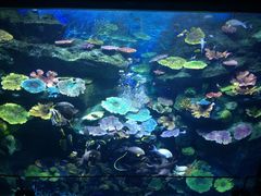 -暹罗海洋世界