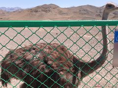 -新疆天山野生动物园