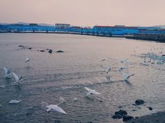-烟墩角天鹅湖
