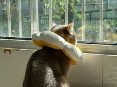 -纳吉亚猫专科动物诊疗中心(蒋宅口分院)