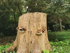 -上海共青森林公园