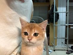 -lincat·猫舍(广州店)