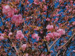 -高东镇樱花园