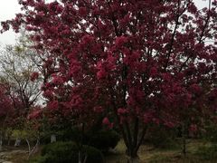 -济南国际园博园