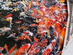 -南宫五洲植物乐园