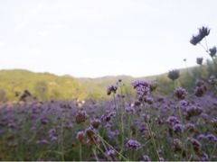 iphone_upload_pic-紫海香堤香草艺术庄园