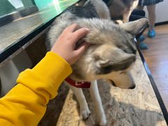 -Husky Go! 哈士奇体验馆·宠物咖啡厅狗咖