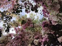 -深圳国际园林花卉博览园