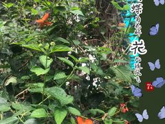 -蝴蝶泉公园