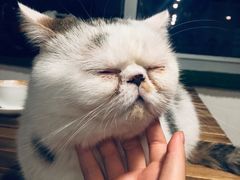 -Cappucimeow猫咪咖啡馆(韦伯时代店)