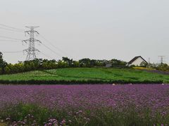 -紫颐香薰山谷景区