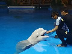 -芜湖新华联大白鲸海洋公园