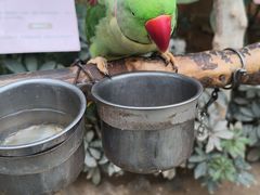 -南宫五洲植物乐园