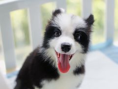 -萌宠之家·腊肠犬·马尔泰·小体犬舍