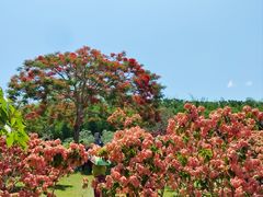 -中国科学院西双版纳热带植物园