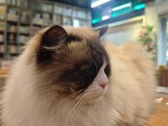 -谷咖啡·鲜花绿植花园餐厅