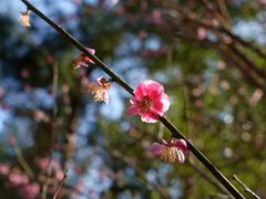 -春色如许·茶食餐厅(桃李春风店)