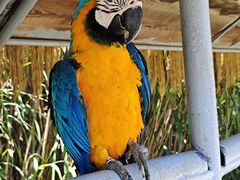 -西霞口神雕山野生动物世界