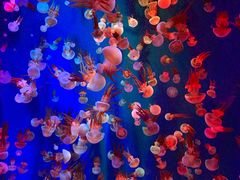 -成都浩海立方海洋公园