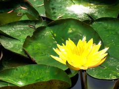 -观桥阁(锦溪店)