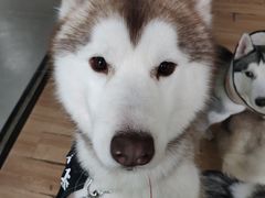 -Husky Go! 哈士奇体验馆·宠物咖啡厅狗咖