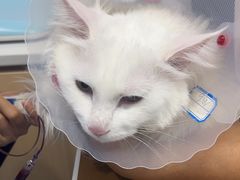 -天使宠物医院·犬猫分诊(彩虹店)