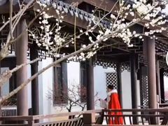 -灌云梅园景区