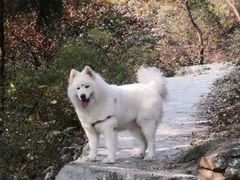 -宠福鑫康馨动物医院·骨科·眼科