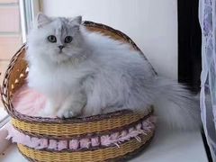 -十年猫舍·猫咪专门店(普陀店)