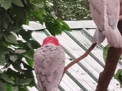 -广州长隆飞鸟乐园
