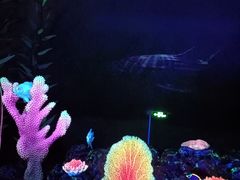 -珠海长隆海洋王国